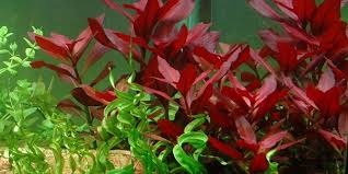 Nos plantes coup de coeur. 7 Plantes D Aquarium A Feuilles Rouges