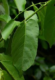 Image result for Grewia inaequilatera