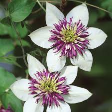 Discover perennial flowering vines you can grow in containers. Clematis Sieboldii No Pruning Clematis That Flower On The Previous Year S Growth Before June Hard Pru Clematis Flower Clematis Plants Flowers Perennials