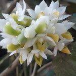 Image result for Calyptrochilum