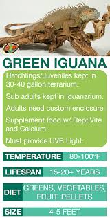 Green Iguana Care Sheet Learn The Basics Of Green Iguana Habitat Setup And Care Needs Before Bringing Home Your New Pet Iguana Care Green Iguana Iguana