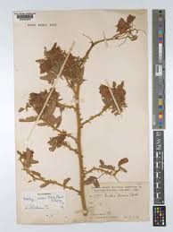 Image result for Kotschya