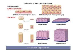 Epithelial Tissue Characteristics And Classification Scheme
