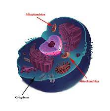 Check spelling or type a new query. All About Mitochondria Lhsc