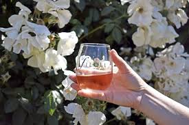 Climbing rose 'sally holmes' has large clusters of brilliant, white flowers that are reminiscent of hydrangea blooms. Filoli Wine With Sally Holmes Climbing Rose Compressed Filoli