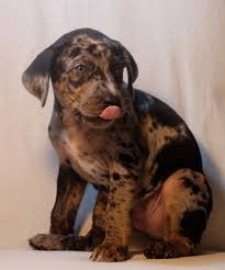 Shooting Star Catahoulas Catahoula Leopard Dog Leopard Dog Catahoula Leopard Hound