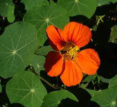 Eating too many could be poisonous. Tropaeolum Majus Wikipedia