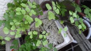 Image result for Adiantaceae