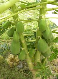 Image result for Carica papaya