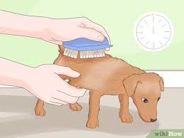 In female dogs it will eliminate mounting while she's on heat. 3 Ways To Stop A Dog From Humping Wikihow