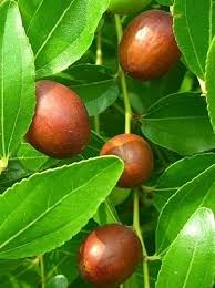 Bereits vor sechstausend jahren wurden datteln, deren heimat zentralafrika, ägypten, das südliche spanien, aber auch der norden indiens und der. Chinesische Dattel Rote Dattel Azufaifa Sonstiges Obst Obstpflanzen Pflanzen Der Palmenmann