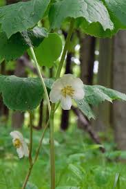 Image result for Podophyllum  peltatum