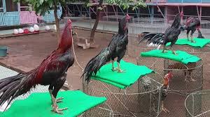 Ayam bangkok berwarna wido ini banyak juga di gemari oleh para pecinta ayam bangkok aduan ,warna dasar hitam bercak hijau ,ada juga jalak putih ,jalak kuning atau jalak emas. Ayam Suro Karakteristik Jenis Kelebihan Kelemahan Cara Merawat