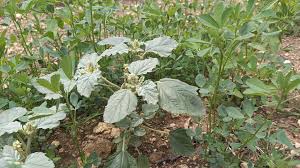 Image result for Chrozophora