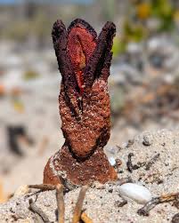 Image result for Hydnora
