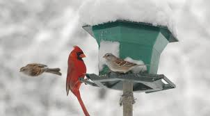Video messaging for teams vimeo create: Snow Birds New York S Winter Bird Population New York State Parks Blog