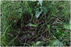 Image result for Ophioglossum costatum