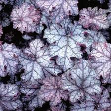 Image result for Heuchera cylindrica Greenfinch