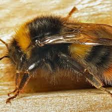 Image result for Bombus balteatus