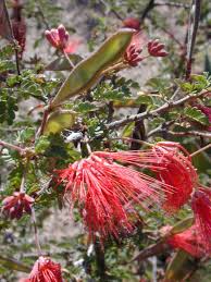 Native to baja california and sonora, mexico, calliandra californica is a constant bloomer with showy bright red bushy flowers that. Red Fairy Duster Baja Fairy Duster Calliandra Californica
