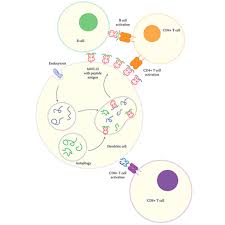 Ministrul finanţelor publice, gheorghe ialomiţianu. Ms Based Hla Ii Peptidomics Combined With Multiomics Will Aid The Development Of Future Immunotherapies Molecular Cellular Proteomics