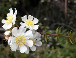 Image result for Cunoniaceae