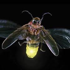 How Do Fireflies Light Up Firefly Bugs And Insects Insects