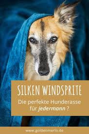 Silken Windsprite K Ein Perfekter Hund Fur Jedermann In 2020 Mit Bildern Hunde Hunde Rassen Der Perfekte Hund