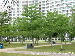 Image result for Terminalia mantaly