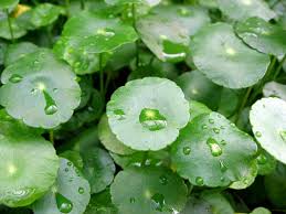 Applying a preemergence herbicide (those herbicides that prevent germination of seedlings) is recommended for. Dollar Weed Control How To Kill And Eliminate Dollar Weed Garden Analyst