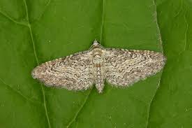 Image result for Eupithecia subumbrata