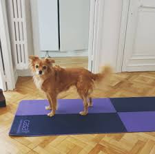 Yoga Dog Sometimes I Take Over My Moms Yoga Mat I Tell Her It S My Turn To Do Downward Dog First Image Was Right Before I Dog Yoga Yoga Mom Dogs