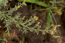 Image result for Laggera