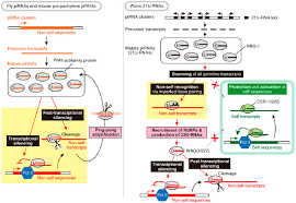 Pirna associates with piwi proteins. Similarities And Differences Between The Pirna Pathway In Flies And Download Scientific Diagram