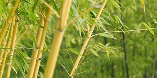 Privacy hedges also serve as windbreaks, reduce street noise and block unwanted views. Seven Fast Growing Plants For Privacy Bunnings Warehouse