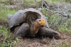 100+ vectors, stock photos & psd files. Galapagos Island Giant Tortoise Population Rebounds Live Science