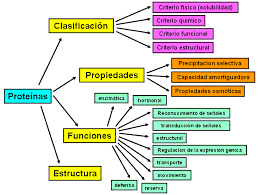 Esquema De Las Proteinas Clasificacion Propiedades Funciones Y Estructura Biologia Bioquimica Proteinas Bioquimica