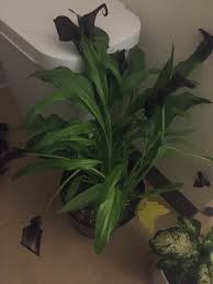 Calla lily care is not at all demanding, making it an ideal indoor plant for beginners who want to beautify their homes and offices. Droopy Calla Lily Plantclinic