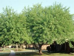 Image result for Fraxinus velutina