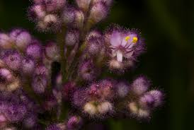 Image result for Floscopa glomerata