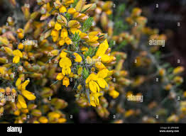 Image result for Ulex