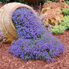 Image result for lobelia