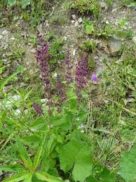Image result for Stachys aculeolata
