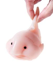 We did not find results for: Blobfish Squishy A Squishable Fish From The Deep
