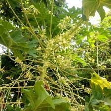 10 manfaat bunga pepaya si pahit yang bantu lancarkan pencernaan. Promo 1 Kg Bunga Pepaya Gantung Herbal Alami Kesehatan Shopee Indonesia