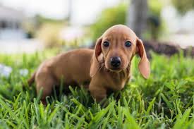 Red piebald smooth male mini dachshund puppy, he is akc registered, he has had his dew claws removed, he is current on his vaccines and short and sweet…this mini dachshund puppy is looking for a loving furever family! Dachshund Puppies Akc Off 63 Www Usushimd Com