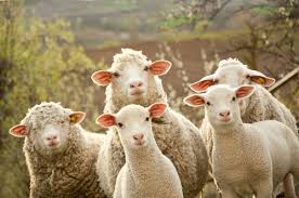 Lire également ces beaux sms aid el kebir pour le jour de la fête musulmane du sacrifice du mouton; L Abattage Rituel Du Mouton De L Aid El Kebir Un Casse Tete Pour Beaucoup De Familles Radio Algerienne