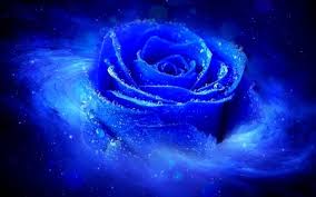 Beautiful Blue Blue Roses Wallpaper Blue Rose Rose Wallpaper