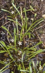 Image result for Limosella