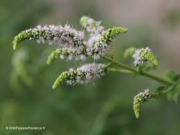 Image result for Xerophyta suaveolens